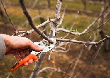 pruning apples