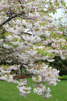 flowering cherry