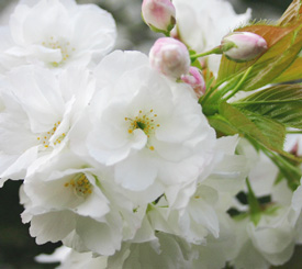 Prunus Shirotae