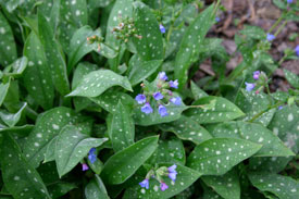 Pulmonaria