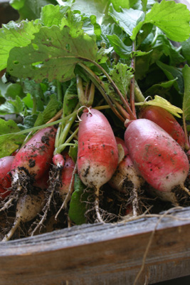 radish