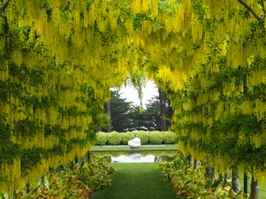 larnach castle laburnum