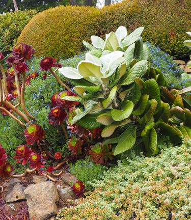 larnach castle