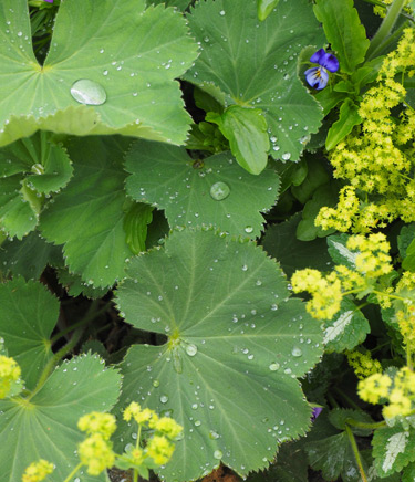 alchemilla