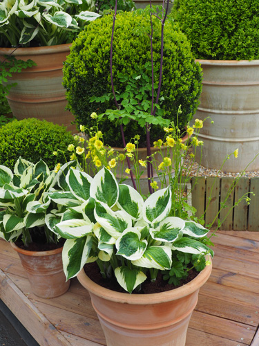 hostas pots