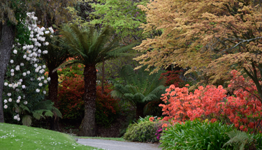 rhododendrons azaleas