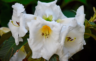 rhododendron