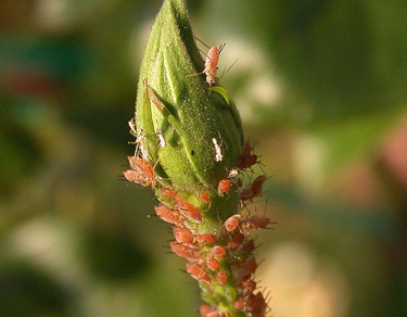 aphids