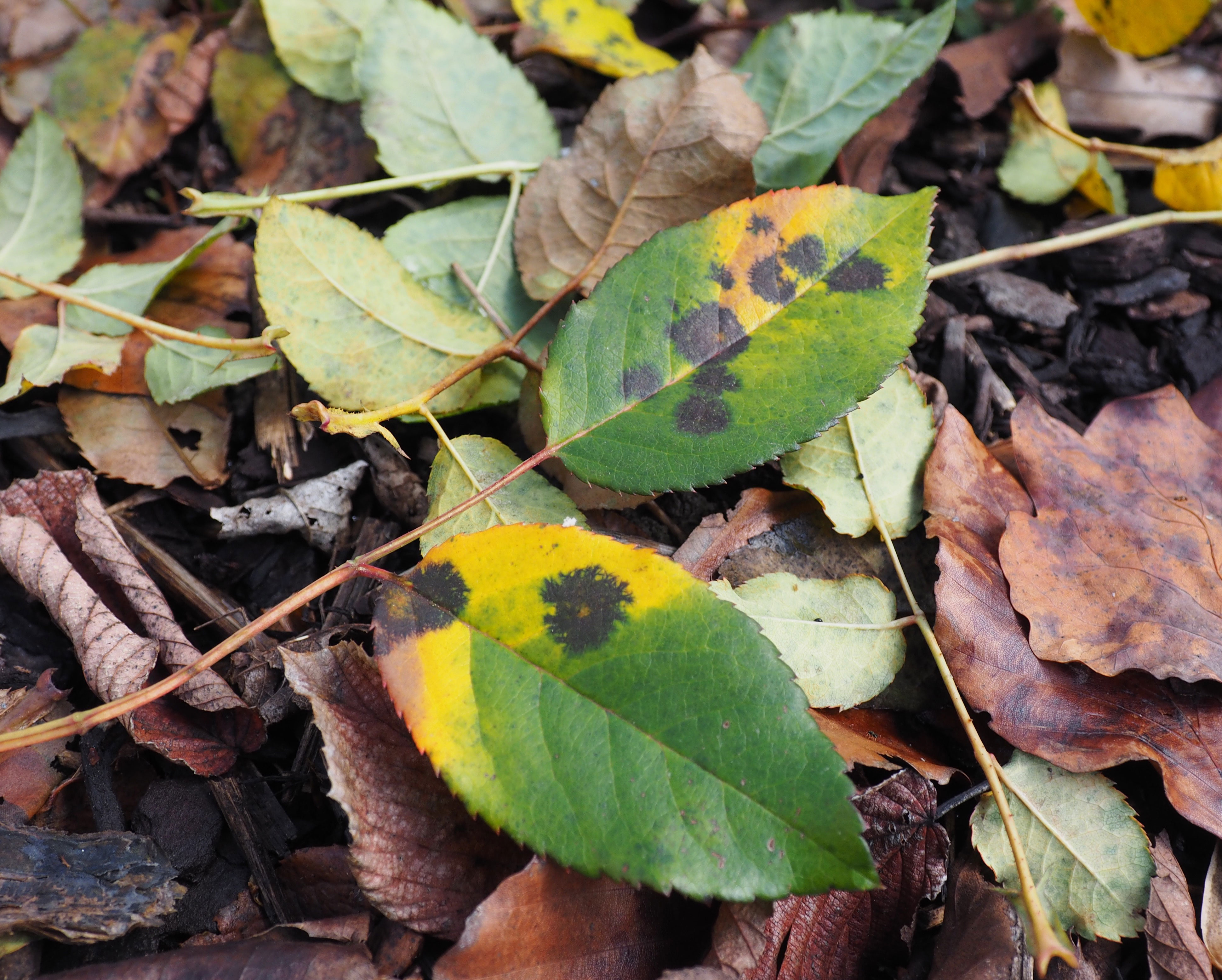 rose diseases