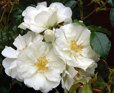 rose flower carpet