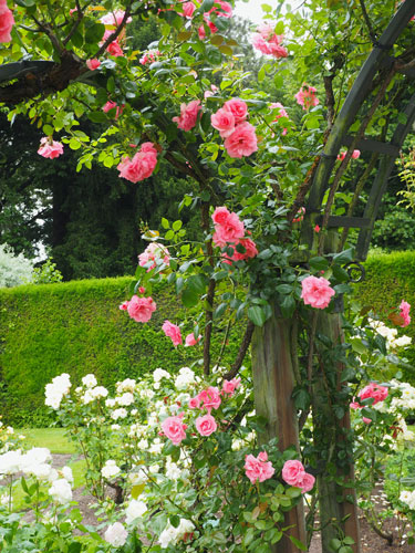 rose climbing