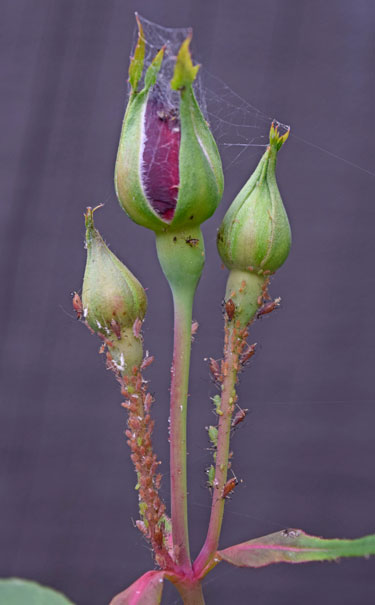 rose aphids