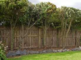 … after pruning
