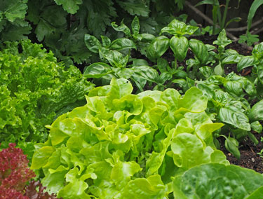 lettuce basil