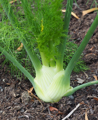 fennel