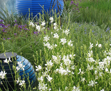 white gaura