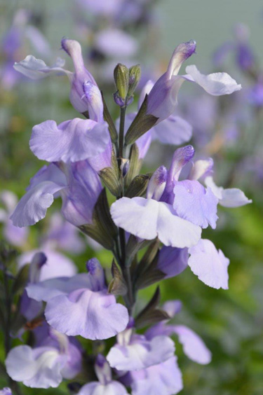 blue salvia