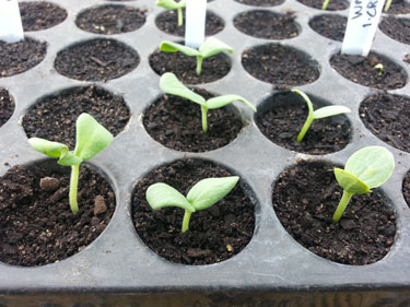 seedlings