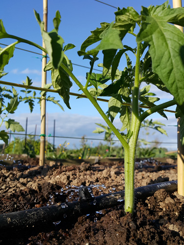 water tomatoes