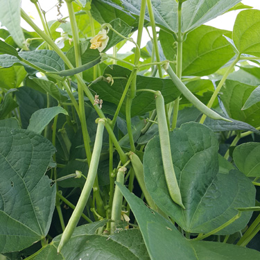 summer beans