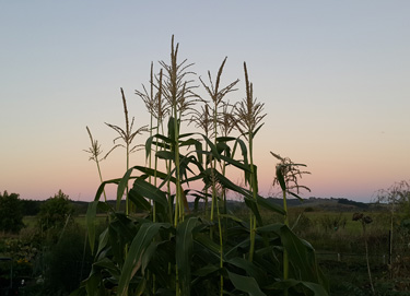 sweet corn