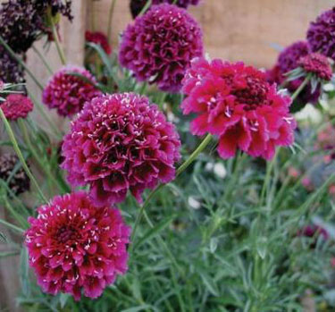 scabiosa