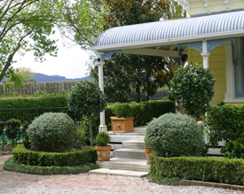 English box, dwarf mondo grass, silver Teucrium ruticans, dark green bay trees and a fragrant hedge of port wine magnolia make a welcoming entranceway