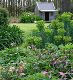 In summer, red roses add a bright punch of colour by the front entry step