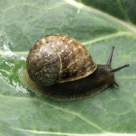 Snail