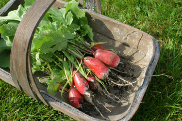 radish