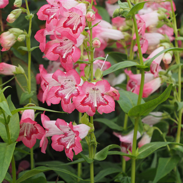 penstemon