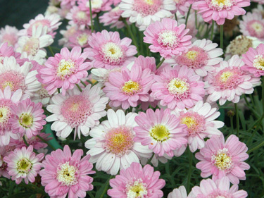 marguerite daisy