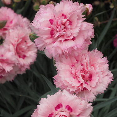 dianthus