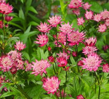 astrantia