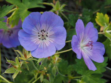 geranium