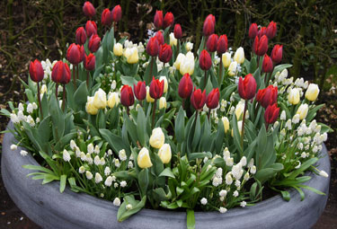 tulips, grape hyacinths