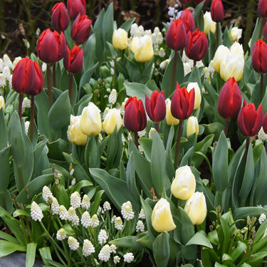 Spring in a pot 