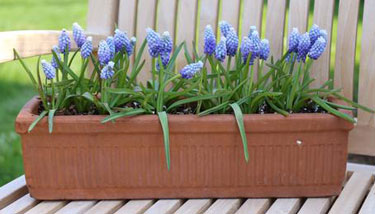 grape hyacinths