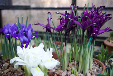 dutch iris