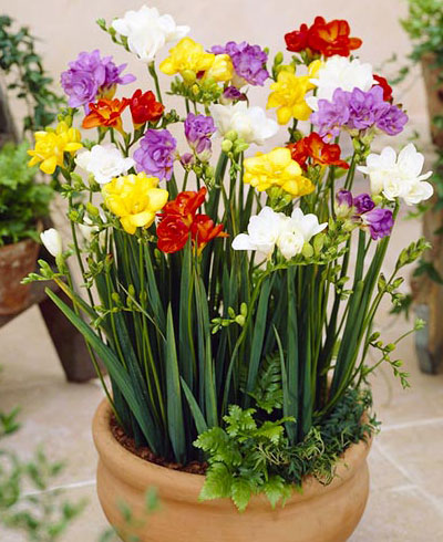 freesias