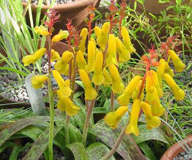 lachenalia