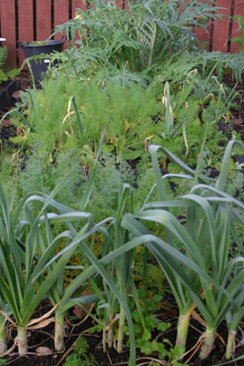 Spring onions