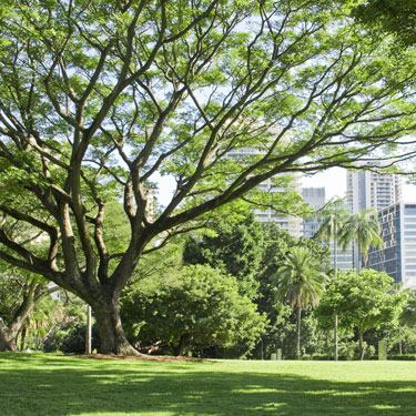 Forget Air Con - Plant more Trees!