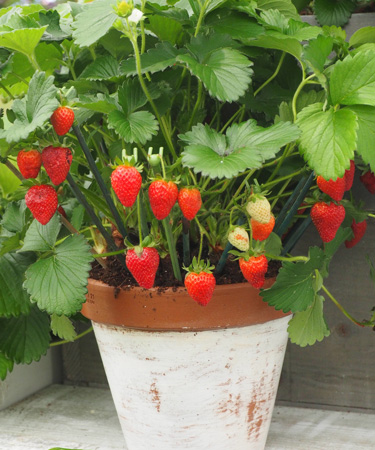 strawberries