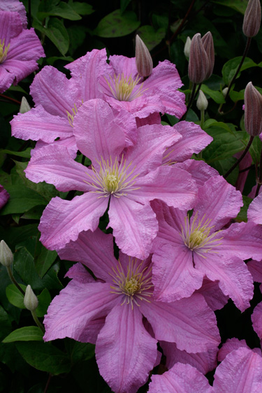 hybrid clematis