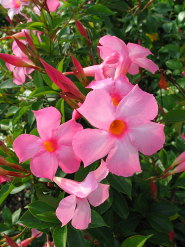 mandevilla