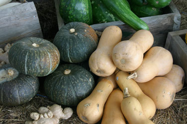 butternut buttercup squash