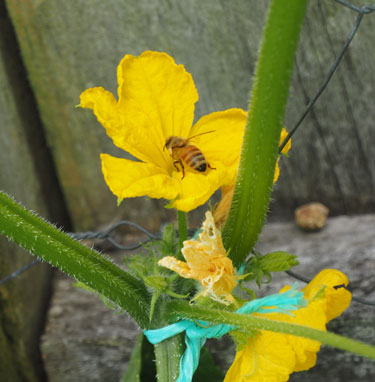 bee cucumber