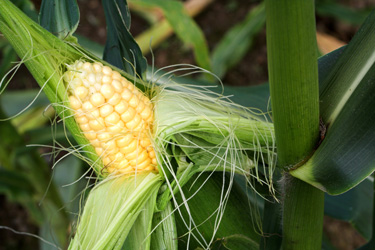 sweet corn