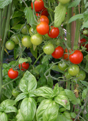 tomatoes